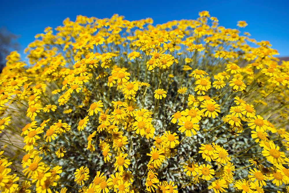 Brittlebush flower background