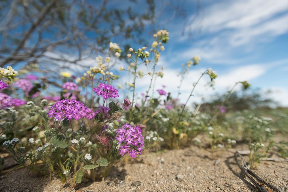 Wildflowers growing in Fried Liver Wash; 3/15/2017