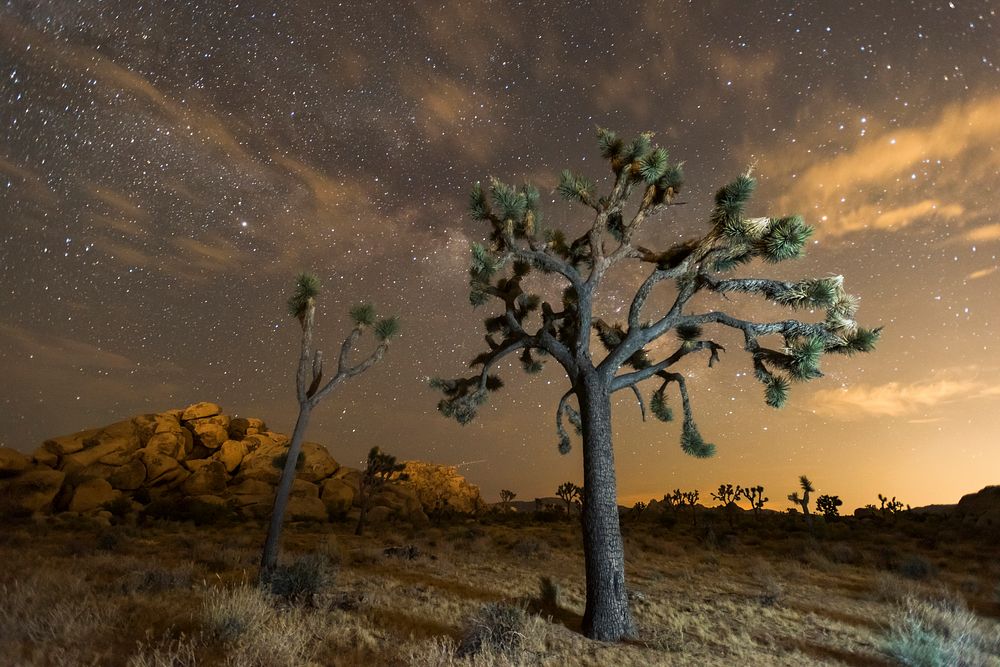 Night sky of Joshua Tree National Park