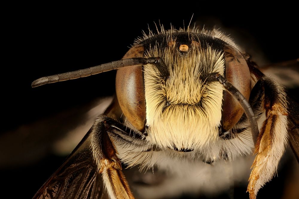 Megachile inimica, m, face, Dorchester Co, MD