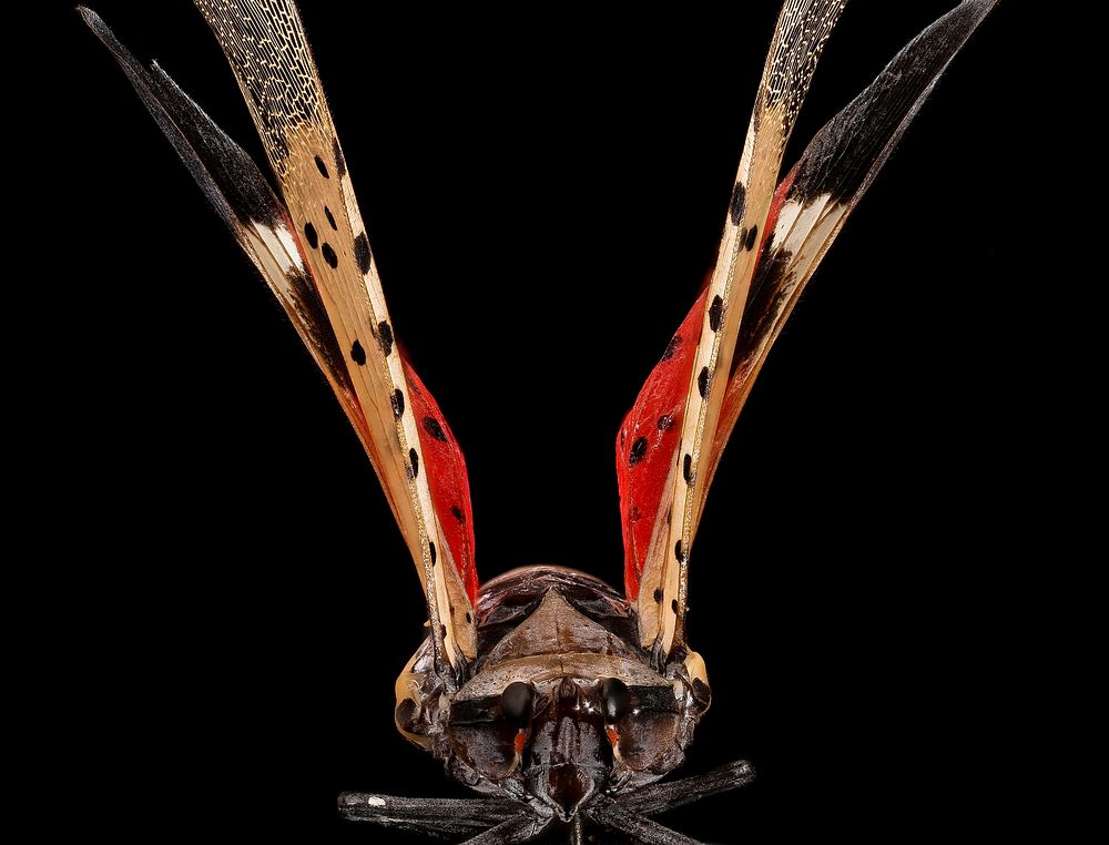Spotted Lanternfly, front
