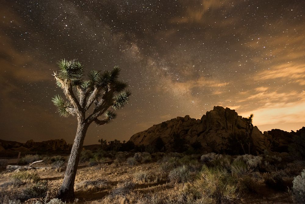 Night sky of Joshua Tree National Park