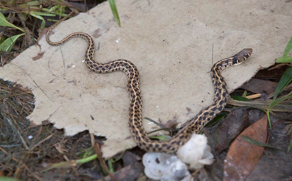 A Checkered Garter Snake crawls over debris as U.S Border Patrol agents conduct search and rescue operations in the wake of…