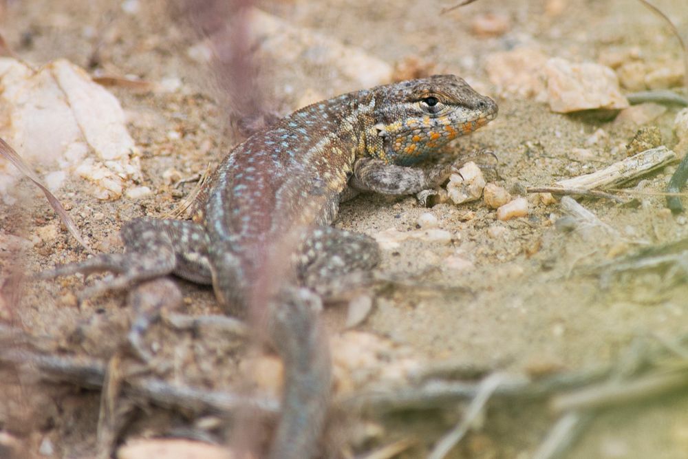 Common side-blotched lizard (Uta stansburiana)