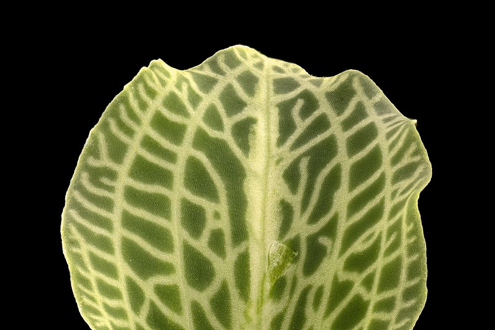 Goodyera pubescens, leaf, Rattlesnake-plantain, Howard County, MD Helen Lowe Metzman