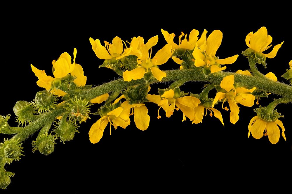 Agrimonia parviflora, Many-flowered Agrimony, Howard County, MD, Helen Lowe Metzman