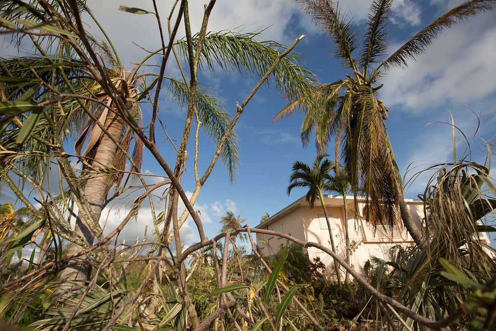 Palm trees and other vegetation stand lim and in disarray around a home in Cudjoe Key, Fla., September 12, 2017, two days…