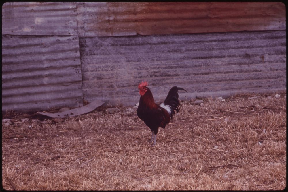 Gamecock on a Farm in the Leakey, Texas, Area. Near San Antonio, 12/1973. Original public domain image from Flickr