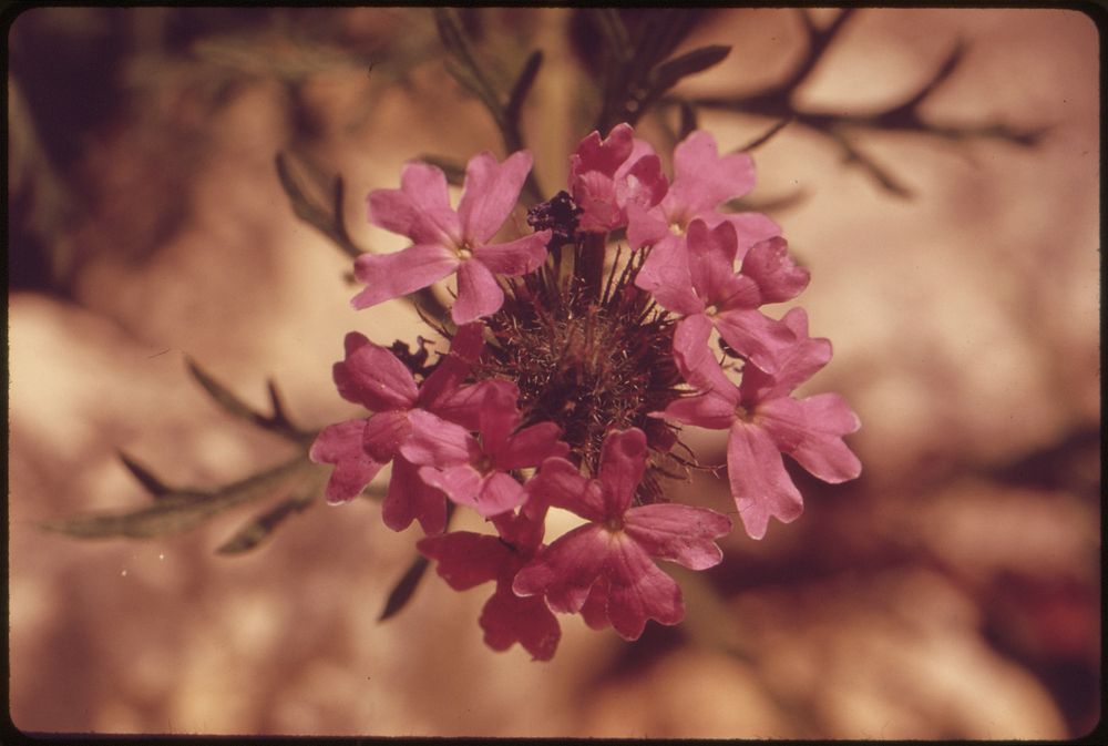 Iron Weed in Bloom in the Texas Countryside, near San Antonio, 05/1973. Original public domain image from Flickr