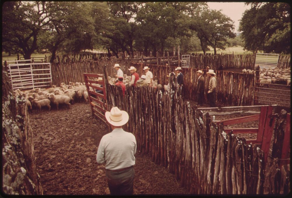 Sheep Being Herded Toward Loading Pens on a Ranch in the Leakey, Texas, Area near San Antonio 05/1973. Original public…