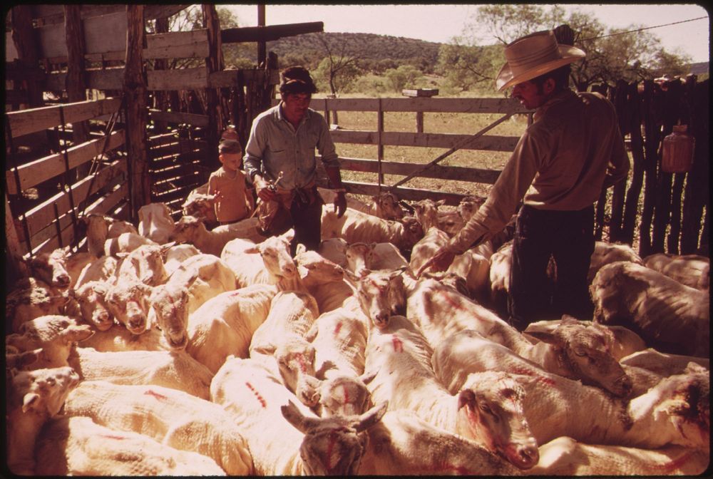 Sheared Sheep on a Ranch near Leakey, Texas, Awaiting Transport to a Slaughter House on Return to Pasture near San Antonio…