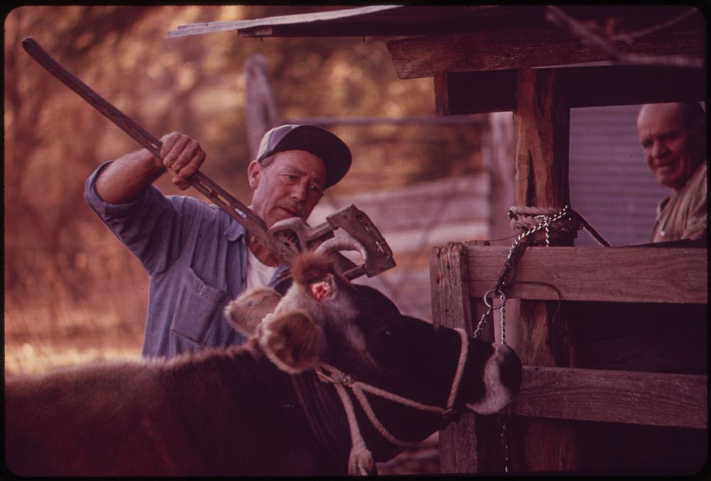 Cow on a Farm near Leakey, Being De-Horned. Near San Antonio, 12/1973. Original public domain image from Flickr