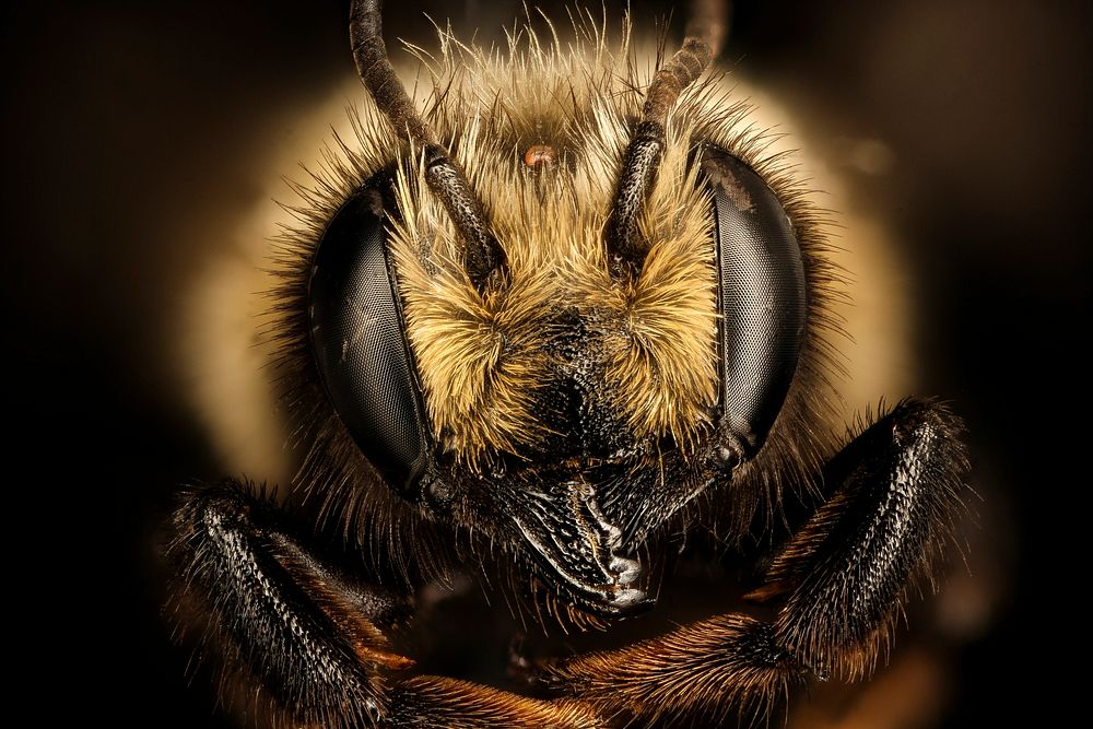 Megachile melanophaea, f, face, Mariposa, CA