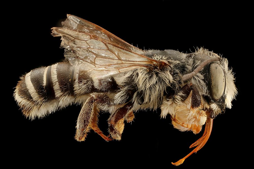 Megachile pugnata pomona, m, right, Mariposa, CA