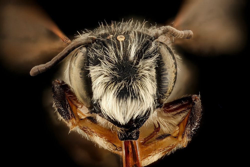 Megachile pugnata pomona, m, face, Mariposa, CA