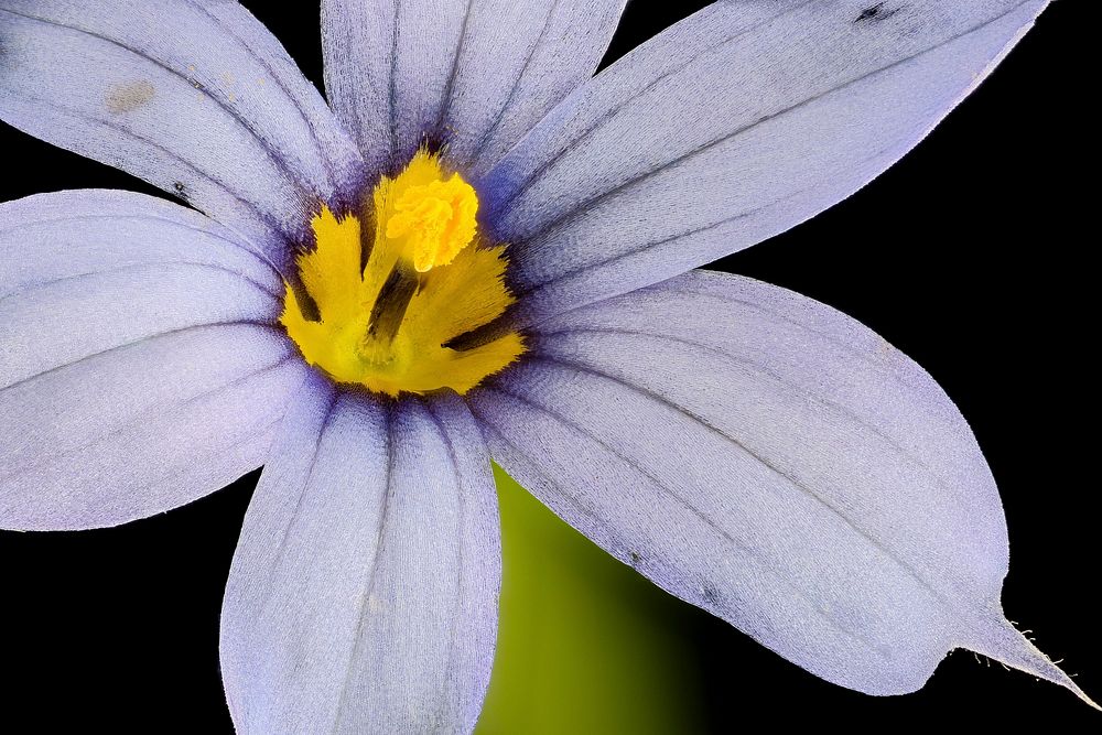 Sisyrinchium angustifolium 2 close up flower, Narrow-leaf-blue-eyed-grass, Howard County, MD, Helen Lowe Metzman