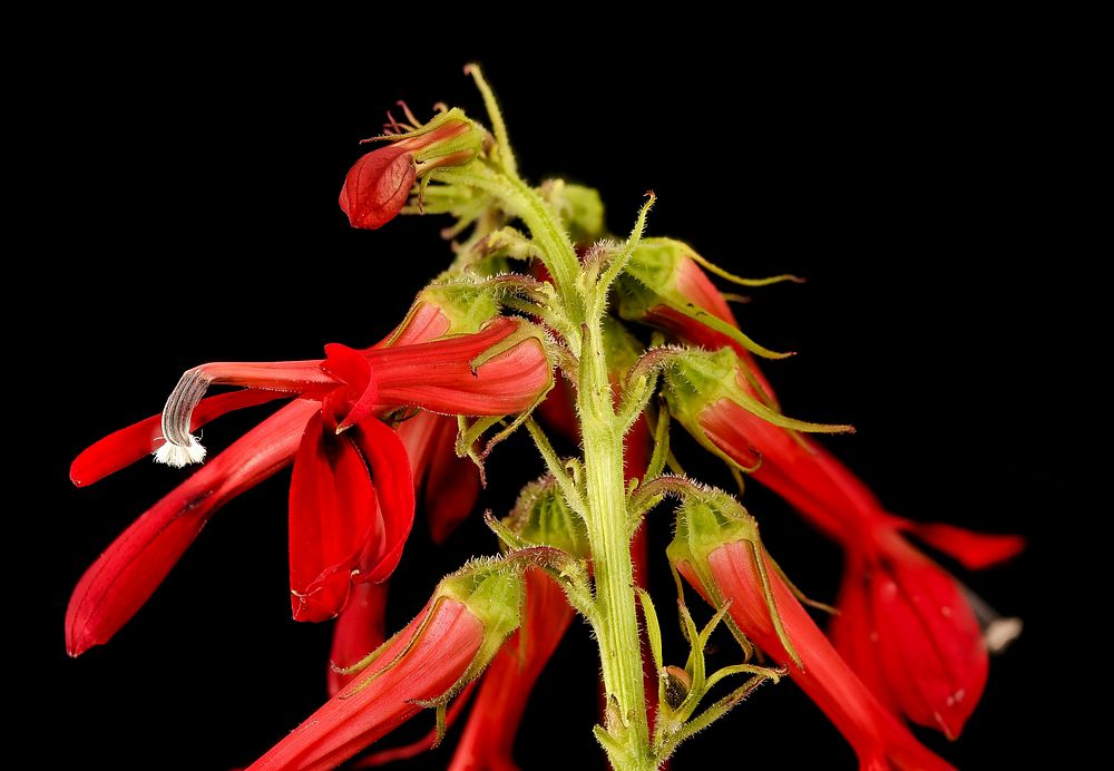 Lobelia cardinalis, Cardinal Flower, Howard County, MD, Helen Lowe Metzman