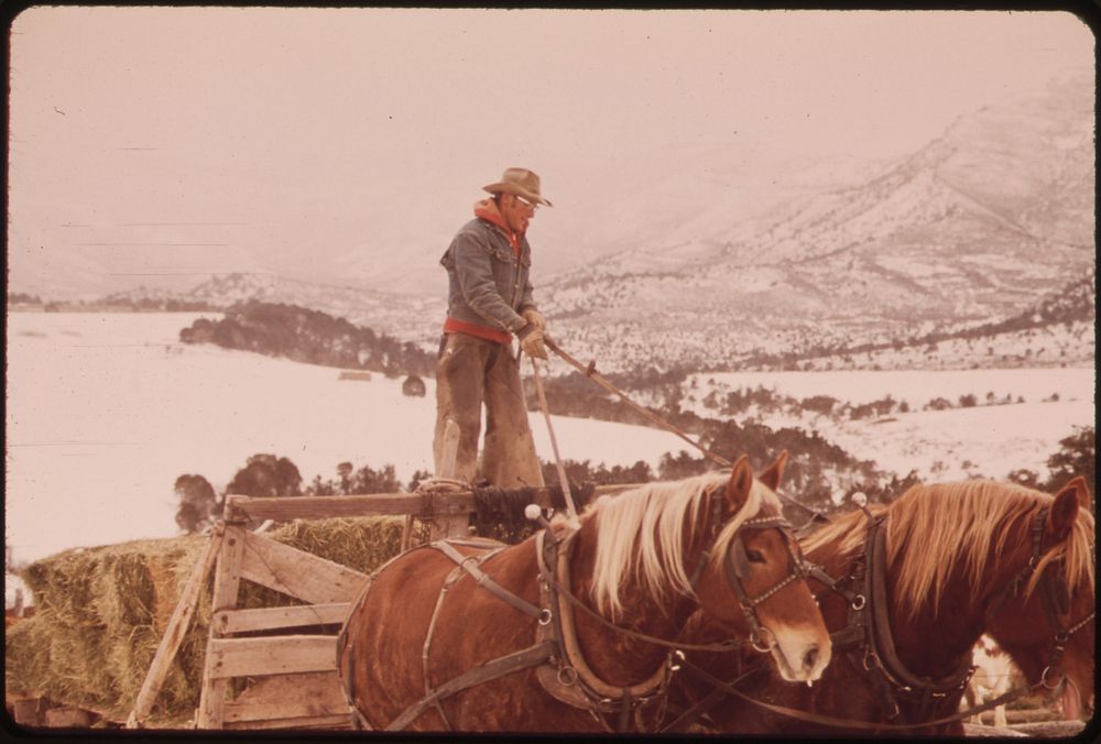 Frank Starbuck, Last of the Old Time Ranchers near Fairview Manages a Spread of 1300 Acres and 400 Head of Cattle. He Does…