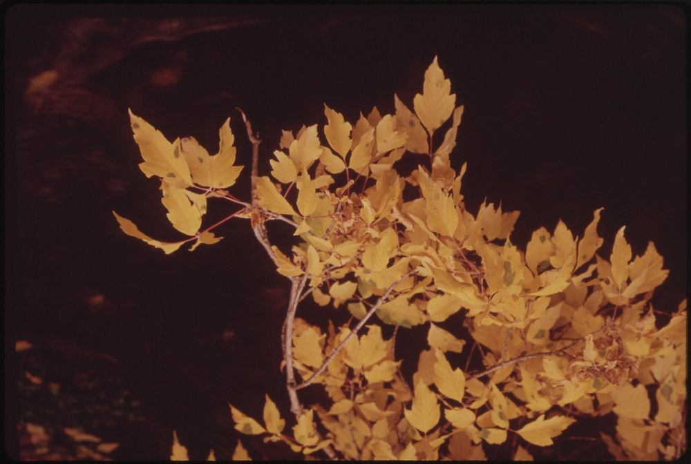Aspen Leaves Flutter Along the East Rifle Creek, 10/1972. Original public domain image from Flickr
