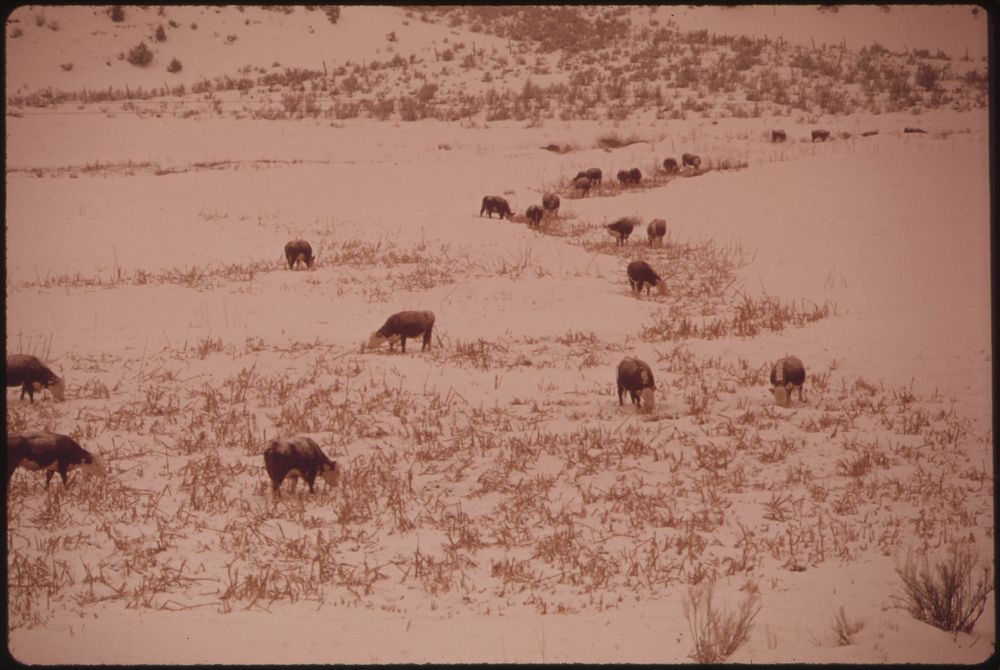 Sheep and Cattle Ranching Is the Chief Occupation of the Piceance Basin. the Large Ranches Are Based on Private Lands in the…