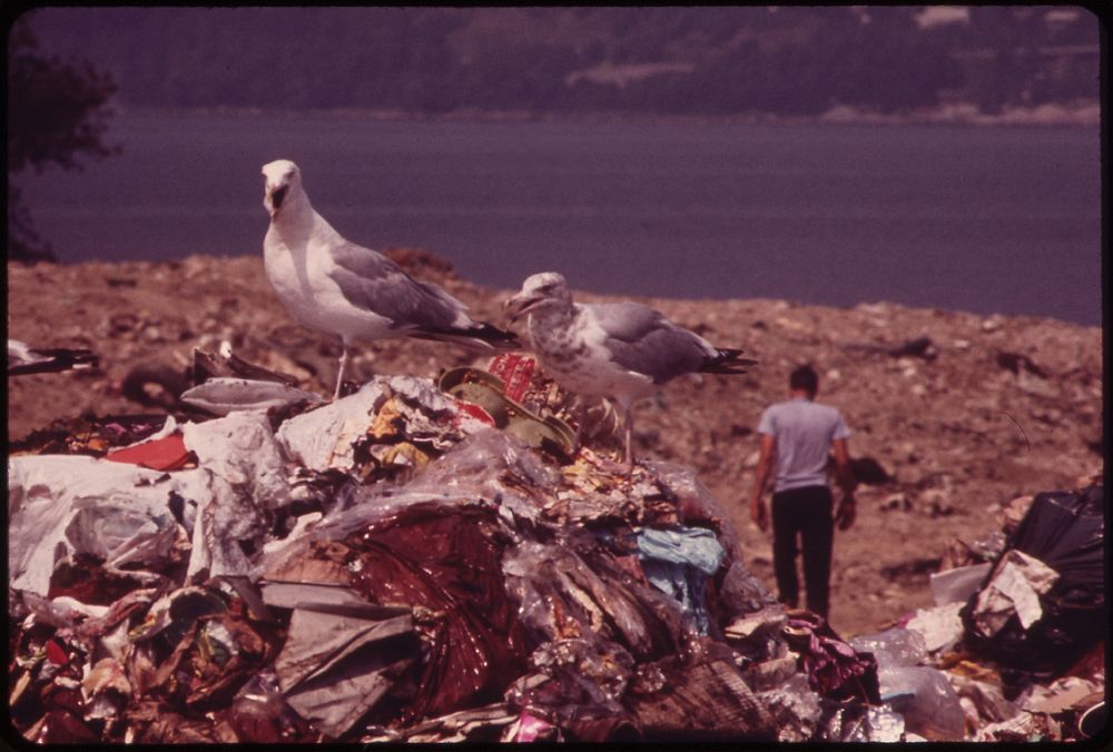 Seagulls Scavenge at Croton Landfill Operation along the Hudson River 08/1973. Photographer: Blanche, Wil. Original public…