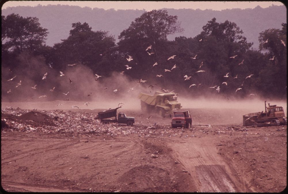 Dump Trucks, Earthmovers and Seagulls at the Croton Landfill Operation 08/1973. Photographer: Blanche, Wil. Original public…
