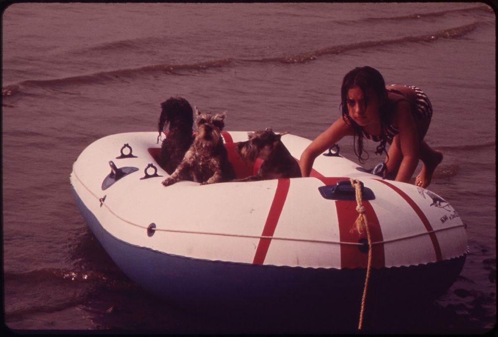 Two Schnauzers Afloat on the Hudson River off Croton Point Park 08/1973. Photographer: Blanche, Wil. Original public domain…