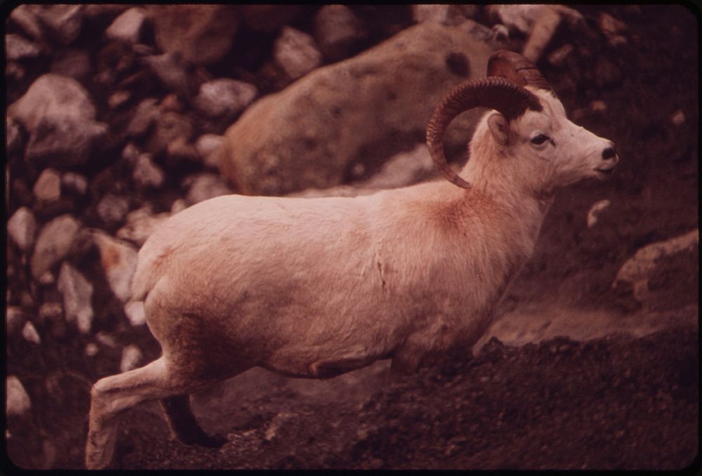 A Young Ram, Not Yet Mature Enough to Be Hunted Because He Lacks a Full 3/4 Curl to His Horns, Approaches a Salt Lick. Grit…