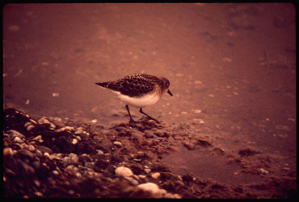 Wading Shore Bird Searches Out Insects in Pond. Near Mile 0 Alaska Pipeline Route 08/1973. Photographer: Cowals, Dennis.…