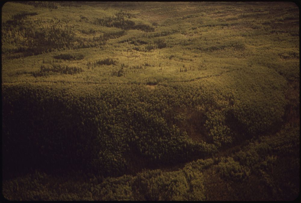 A View West Into Typical Interior Forest. Pipeline Route Runs through the Cut in the Forest, Right to Left, North to South…