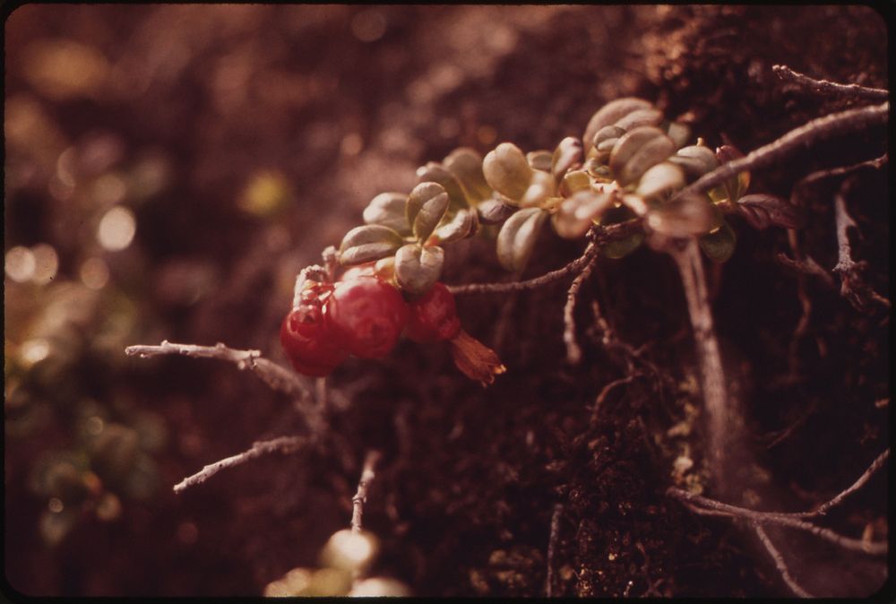 A Small Cluster of Inedible Berries near the West Bank of the Sagavanirktok River 08/1973. Photographer: Cowals, Dennis.…