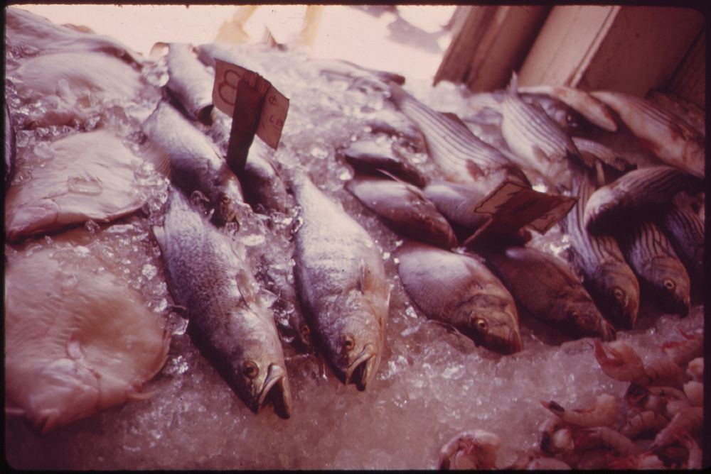 Fresh Fish for Sale in Sheepshead Bay, Fishing and Boating Center 05/1973. Photographer: Tress, Arthur. Original public…