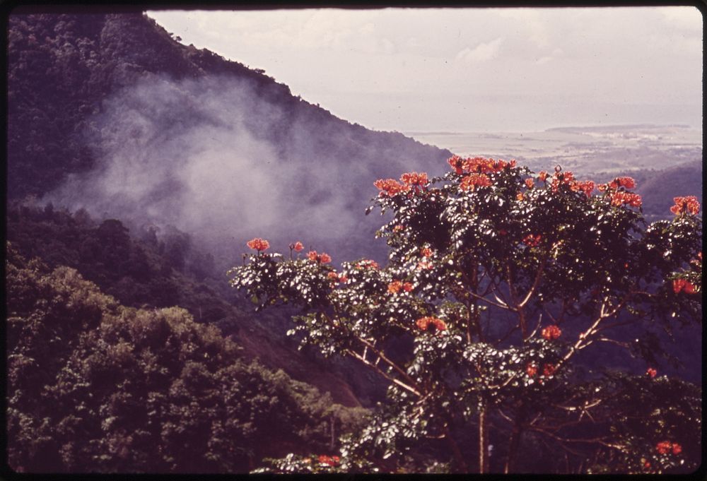 Wild Flowers 02/1973. Photographer: Vachon, John, 1914-1975. Original public domain image from Flickr