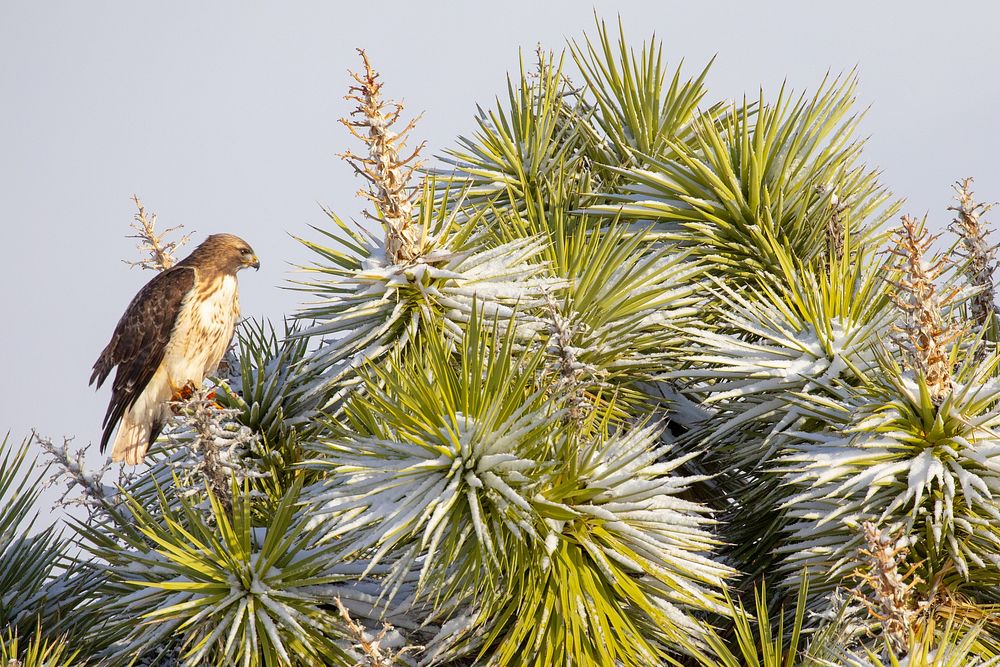 Red-tailed hawk and Joshua tree