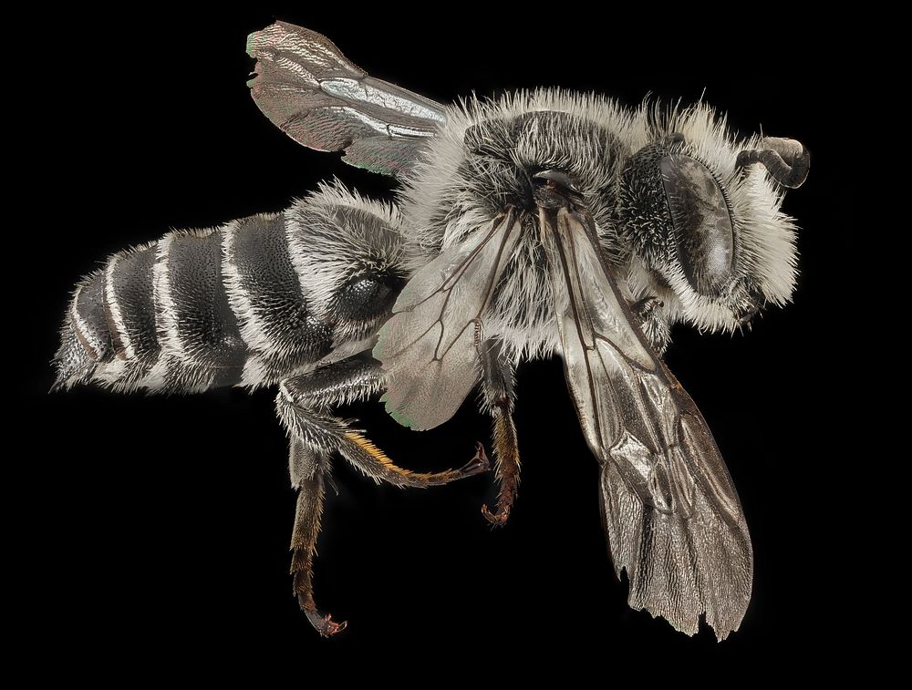 Coelioxys sodalis, M, Side, NY, Pullout by river