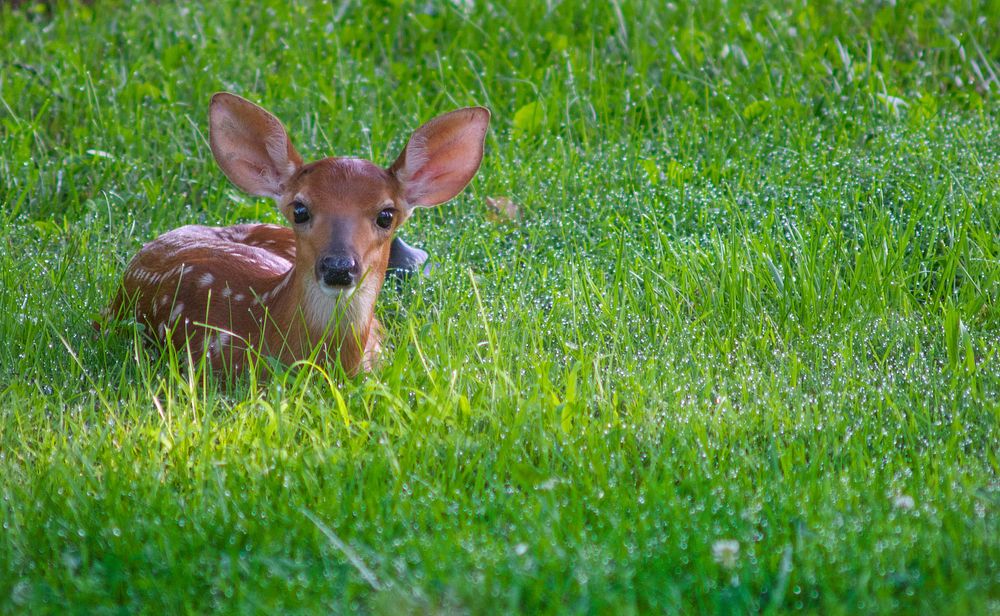 Whit-tailed Deer Fawn 