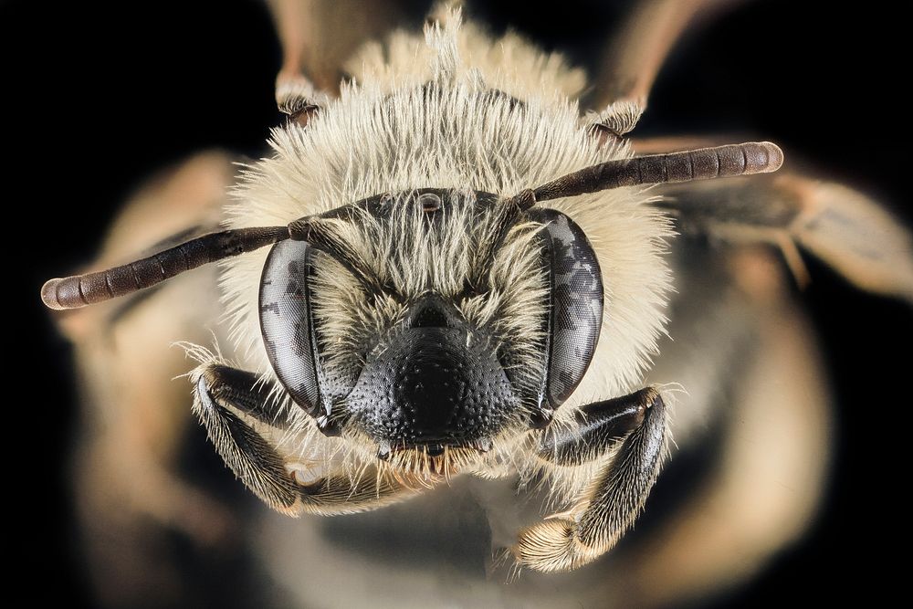 Andrena nida, F, Face, MD, Prince George's County