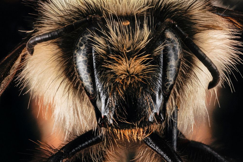 Bombus flavifrons, unknown, face