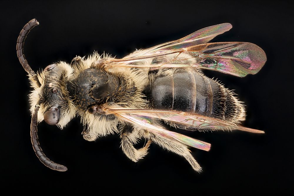 Andrena nasonii, m, back, Pr. George's, MD