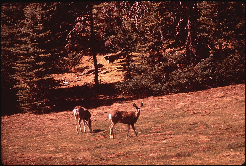 Deer in Kaibab National Forest, near the North Rim of Grand Canyon. Photographer: Eiler, Lyntha Scott. Original public…