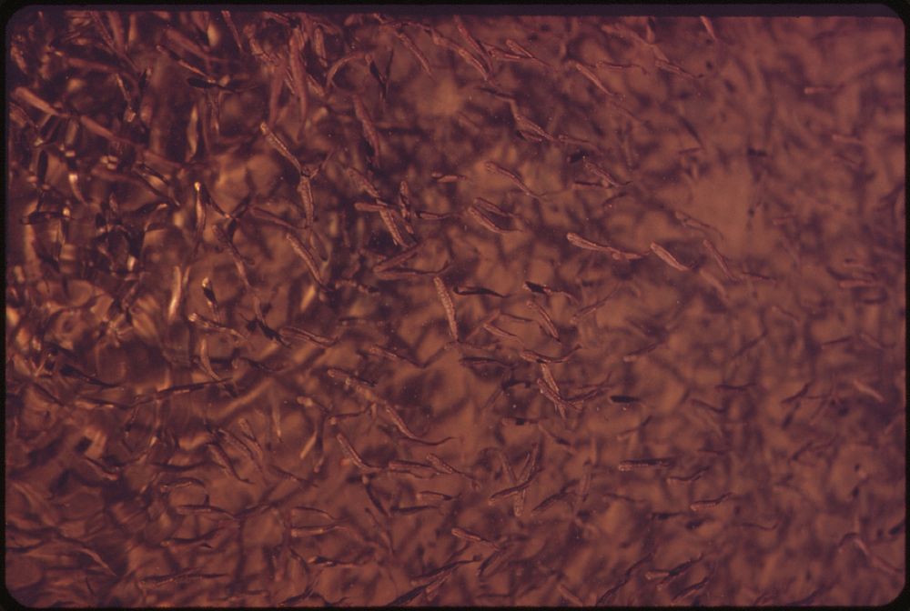 Fingerlings the Size of Paper Clips at the Eagle Creek Fish Hatchery, near the Cascade Locks on the Columbia River 05/1973.…