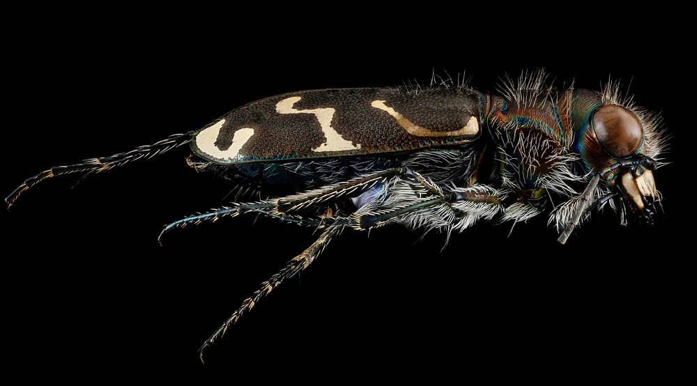 Cicindelidae, U, side, Maryland, Anne Arundel County