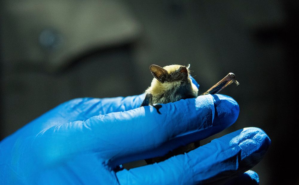 Bat ready for release at the Bat Blitz 2018