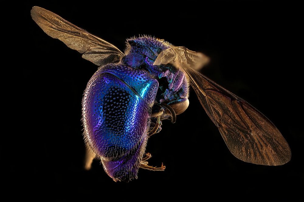 Blue jewel bee, m, back, | Free Photo - rawpixel