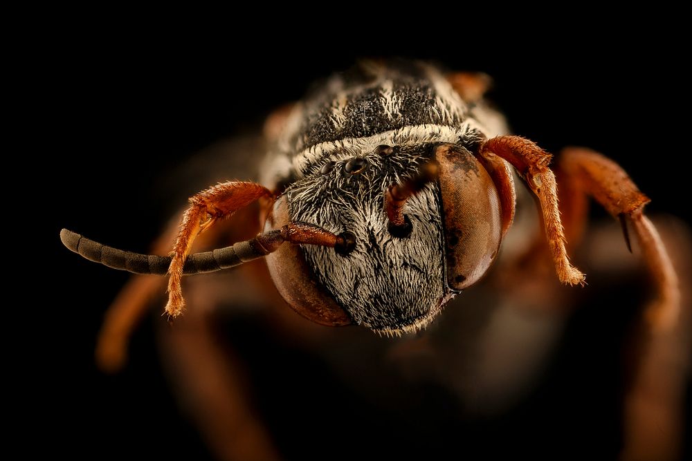 Triepeolus obliteratus, f, face, powerline