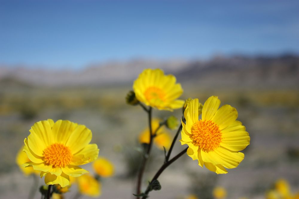 Desert Gold Bloom Near Eagle Mountain
