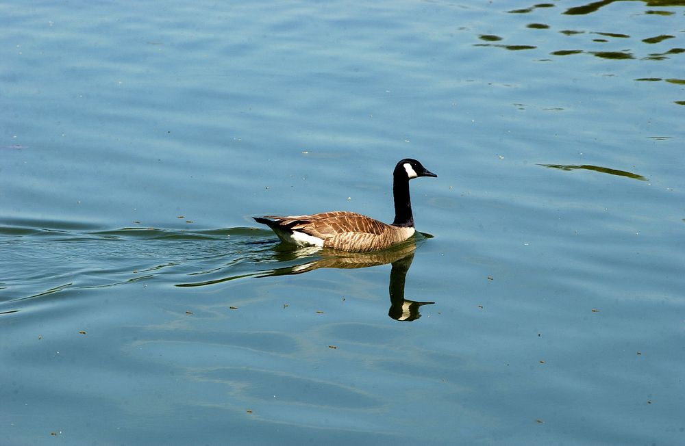 Nēnē goose on water