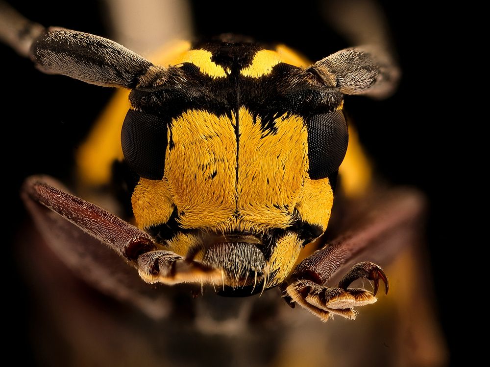 Tragocephala species, u, face, Skukuza, South Africa