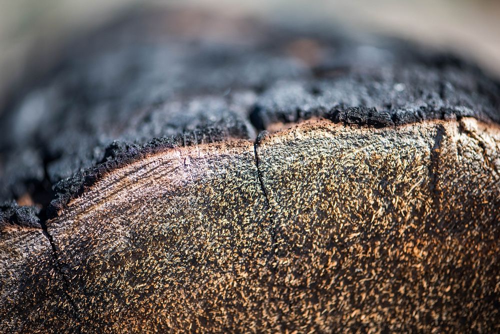 Cut section of desert fan palm (Washingtonia filifera) close up