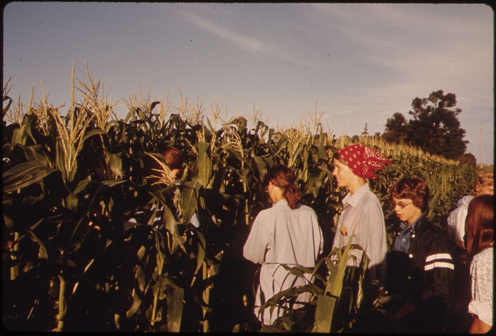 Teenagers Beginning Their Summer Day Detasseling Corn in Fields near New Ulm, Minnesota.